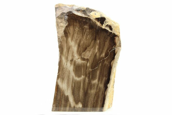 Polished, Petrified Wood (Metasequoia) Stand Up - Oregon #263511